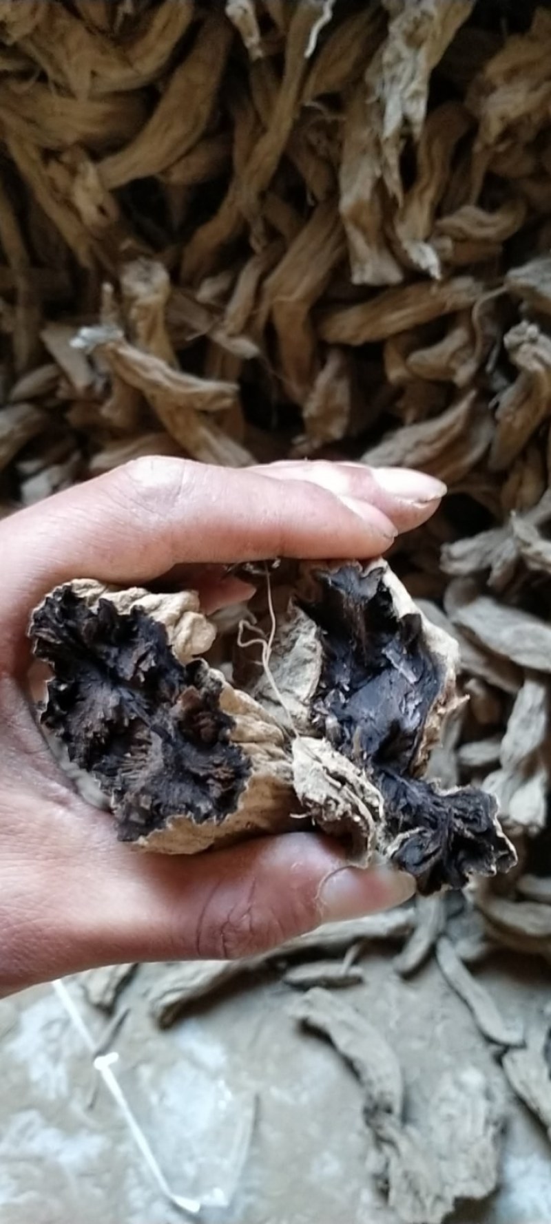 玄参干货