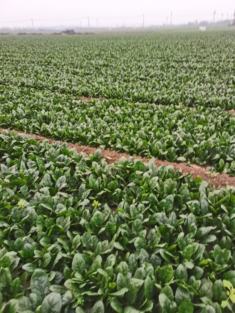 黑叶菠菜，黑油亮