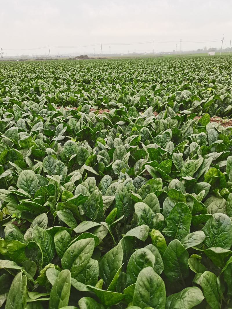 黑叶菠菜，黑油亮