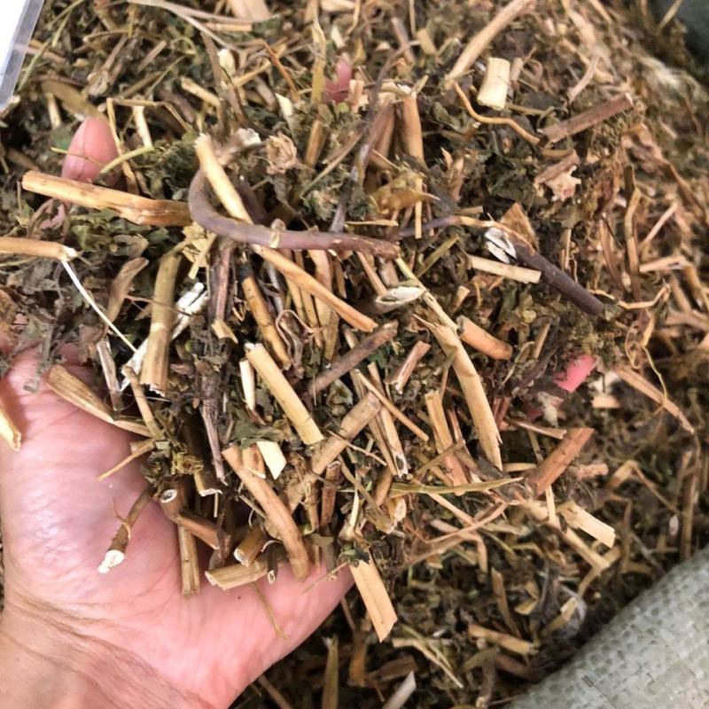 大山中草药猫眼草泽漆干品无提取