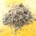 大山中草药猫眼草泽漆干品无提取