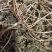 大山中草药猫眼草泽漆干品无提取