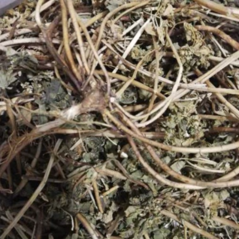大山中草药猫眼草泽漆干品无提取