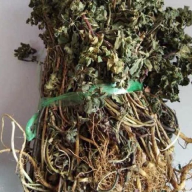 大山中草药猫眼草泽漆干品无提取