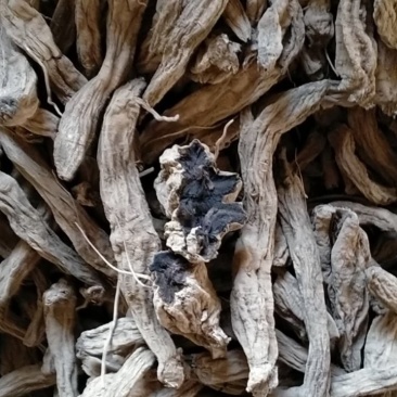 玄参干货