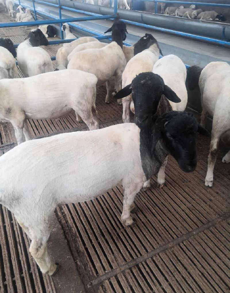 种羊，贵州黑黄山羊，基地直发，量大从优，欢迎采购