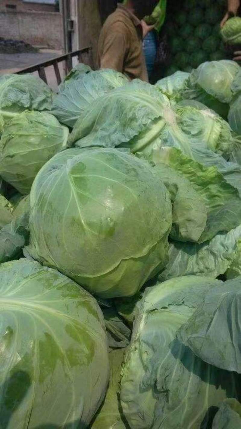 【原产地】河北邯郸精品甘蓝圆包菜产地直发一手货源保质保量