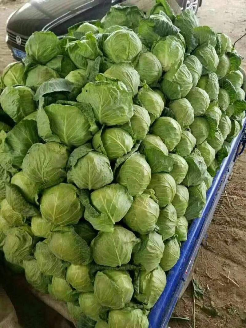 【原产地】河北邯郸精品甘蓝圆包菜产地直发一手货源保质保量
