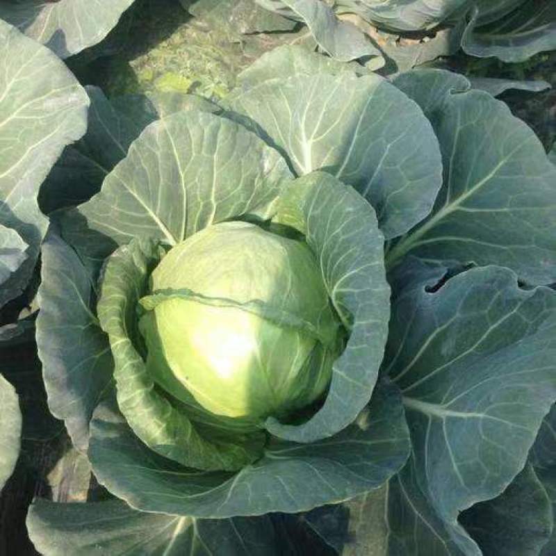 【原产地】河北邯郸精品甘蓝圆包菜产地直发一手货源保质保量