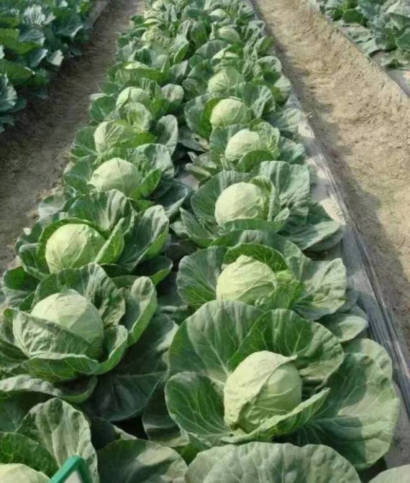 【原产地】河北邯郸精品甘蓝圆包菜产地直发一手货源保质保量