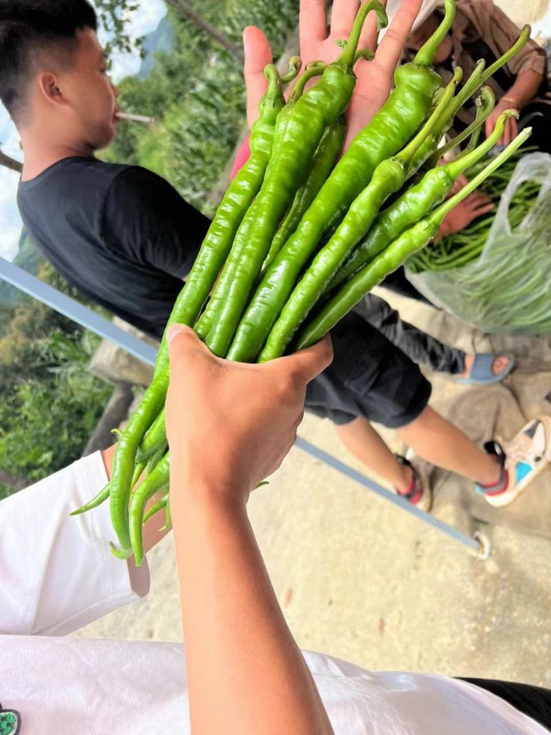 加长富乔长线椒种子熟性早，果长辣味浓香，椒型顺直高产