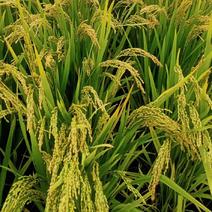 稻谷吉林优质各类稻谷物美价廉产地直发样品二百斤起