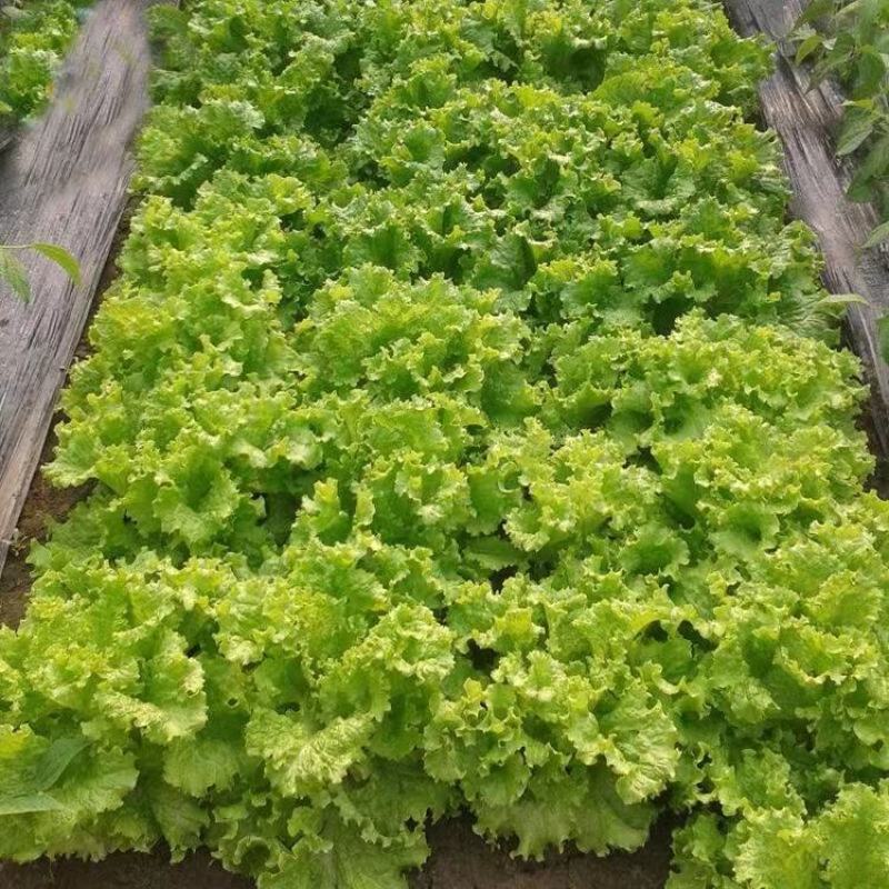 精品意大利生菜，叶大梗小，大量供应，产地直发，量大优惠