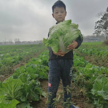 产地直供，东京868白菜，狮子头白菜，鸡腿大白菜