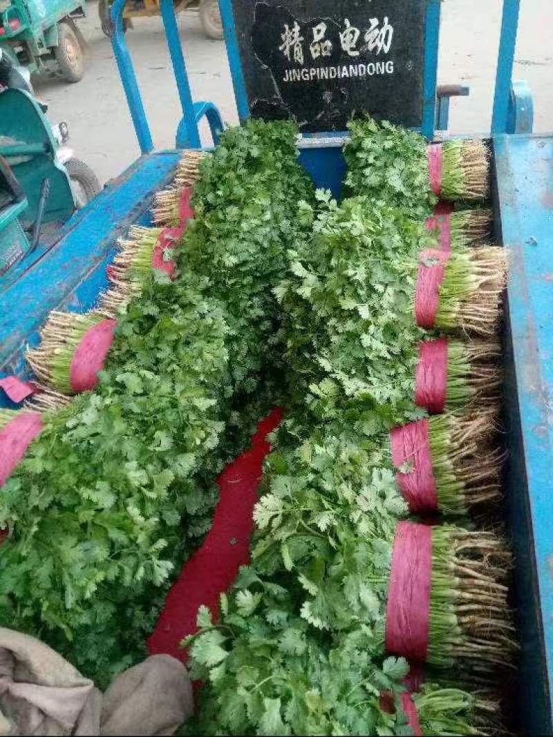 精品大叶香菜品质保证，价格便宜，可对接商超，欢迎致电咨询