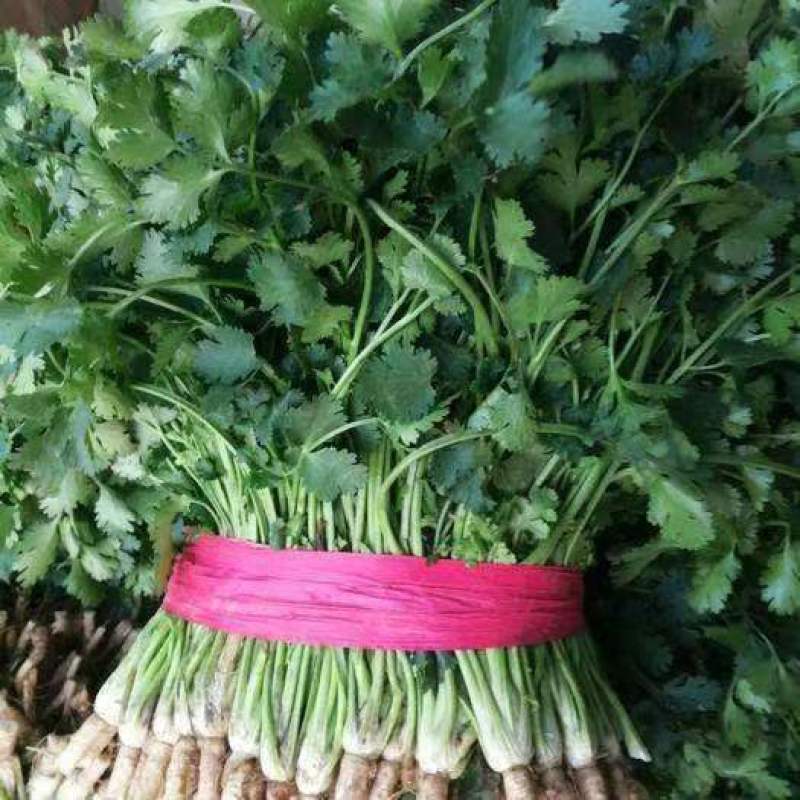 精品大叶香菜品质保证，价格便宜，可对接商超，欢迎致电咨询