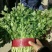 精品大叶香菜品质保证，价格便宜，可对接商超，欢迎致电咨询