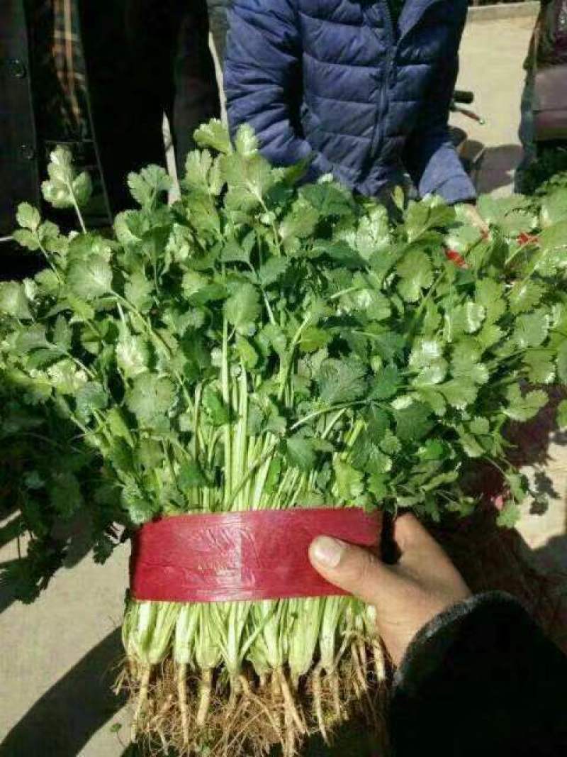 精品大叶香菜品质保证，价格便宜，可对接商超，欢迎致电咨询