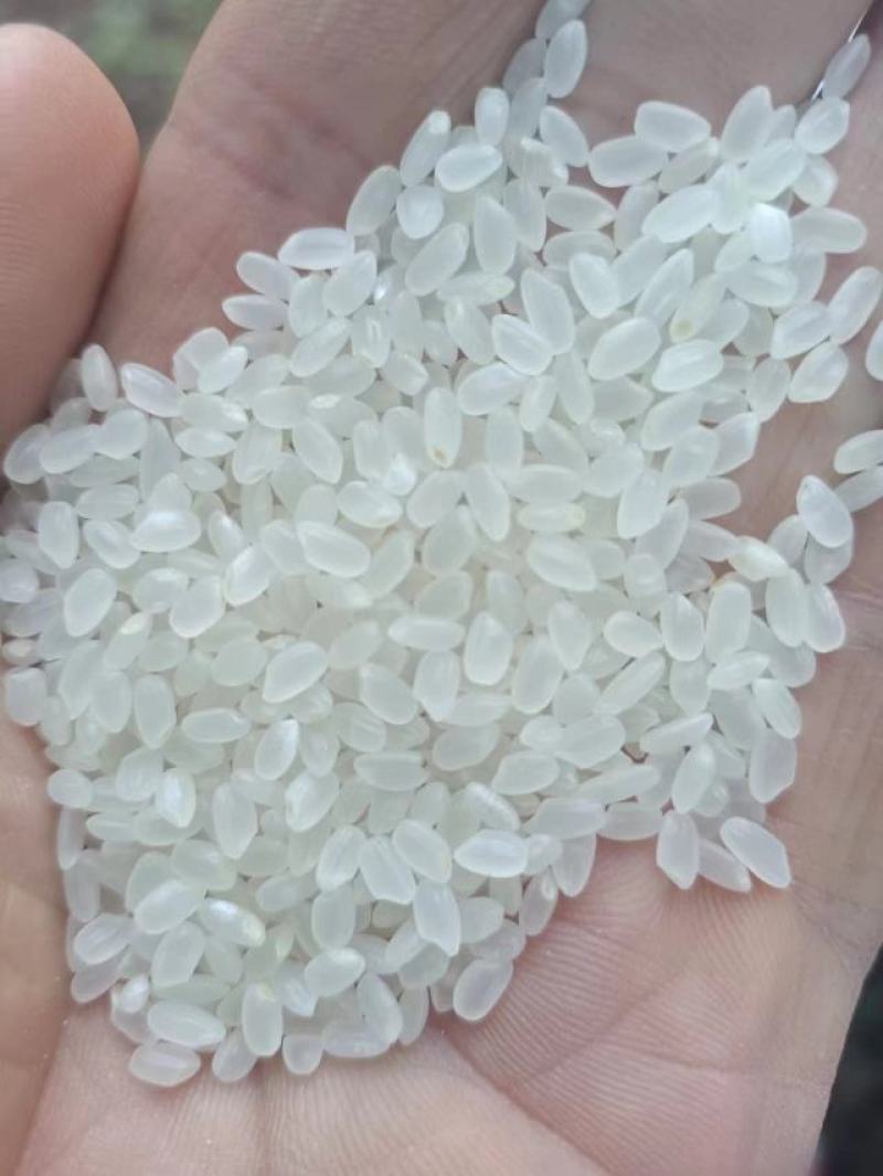东北珍珠米