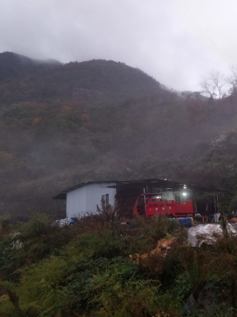 山林寻求志同道合的有缘人合作或转租。土地在乐山市金口河区