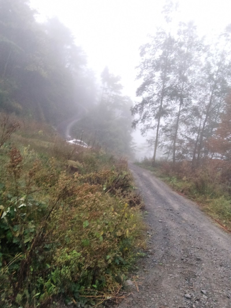 山林寻求志同道合的有缘人合作或转租。土地在乐山市金口河区