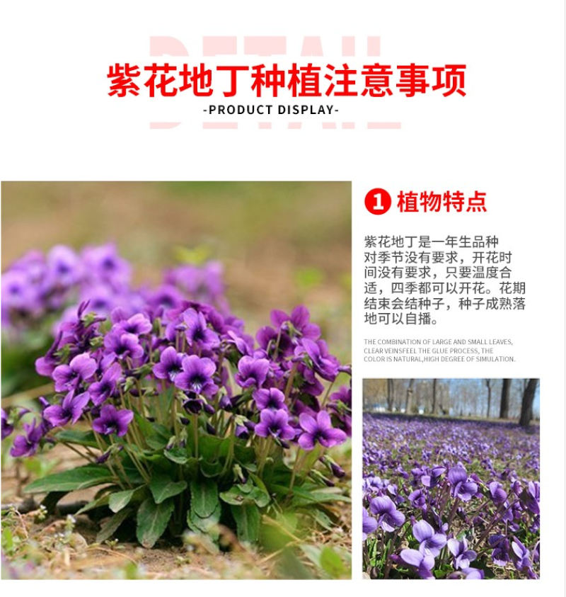 紫花地丁种子多年生草本全草入药可做地被绿化花卉