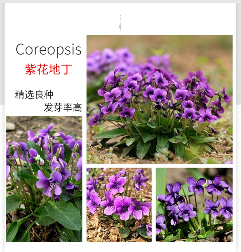 紫花地丁种子多年生草本全草入药可做地被绿化花卉