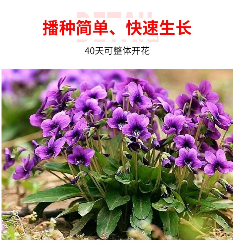 紫花地丁种子多年生草本全草入药可做地被绿化花卉