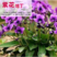 紫花地丁种子多年生草本全草入药可做地被绿化花卉