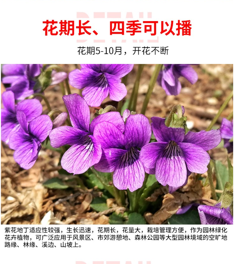 紫花地丁种子多年生草本全草入药可做地被绿化花卉