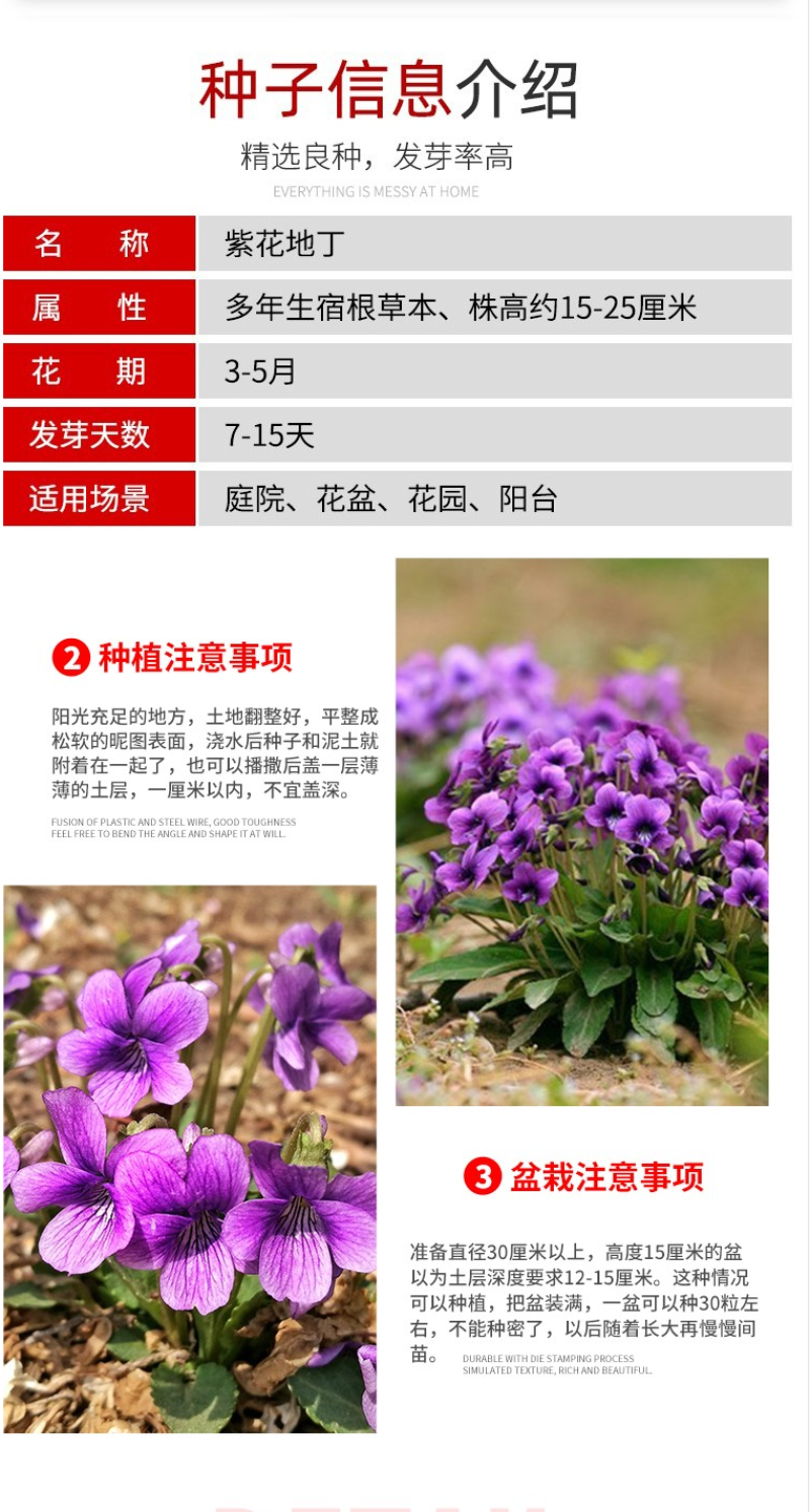 紫花地丁种子多年生草本全草入药可做地被绿化花卉