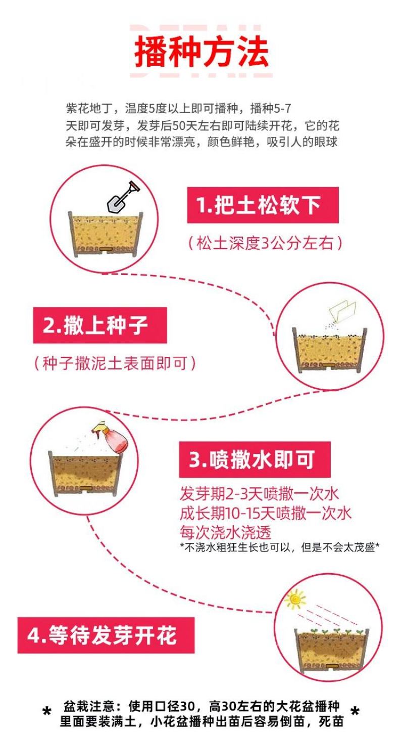 紫花地丁种子多年生草本全草入药可做地被绿化花卉
