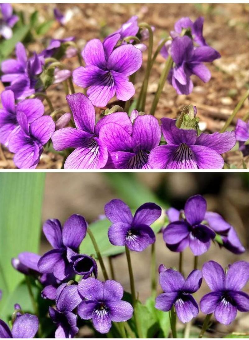 紫花地丁种子多年生草本全草入药可做地被绿化花卉