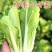 河北邯郸精品小白菜，毛白菜常年供应，货源充足，全国发货