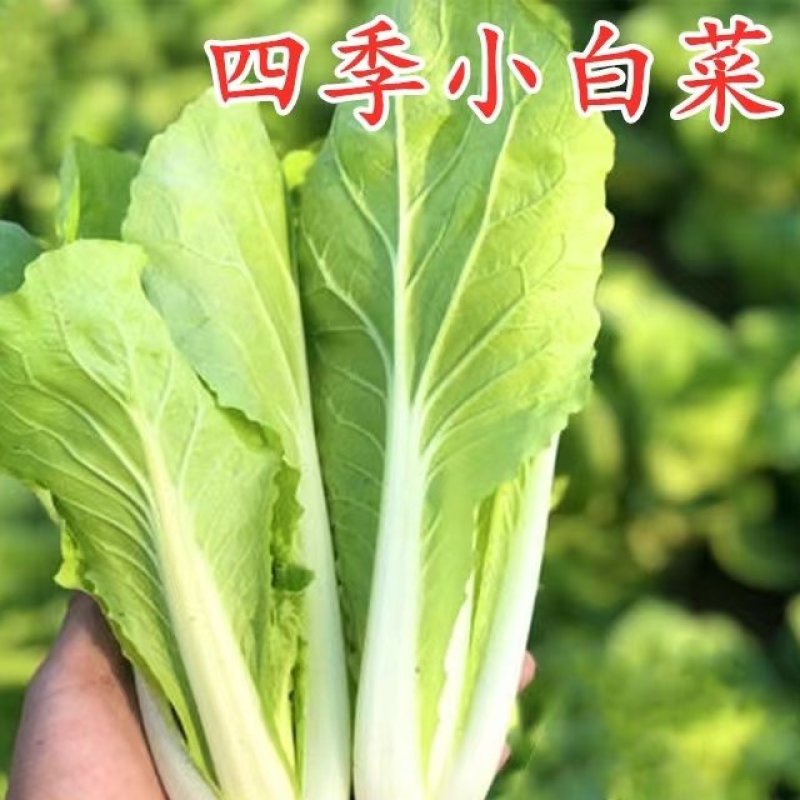 河北邯郸精品小白菜，毛白菜常年供应，货源充足，全国发货