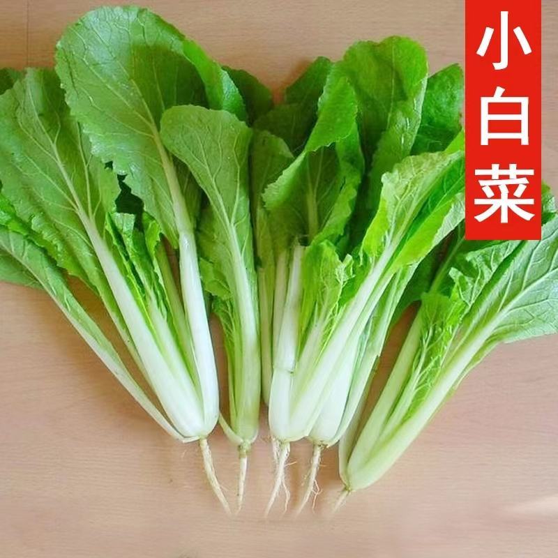 河北邯郸精品小白菜，毛白菜常年供应，货源充足，全国发货