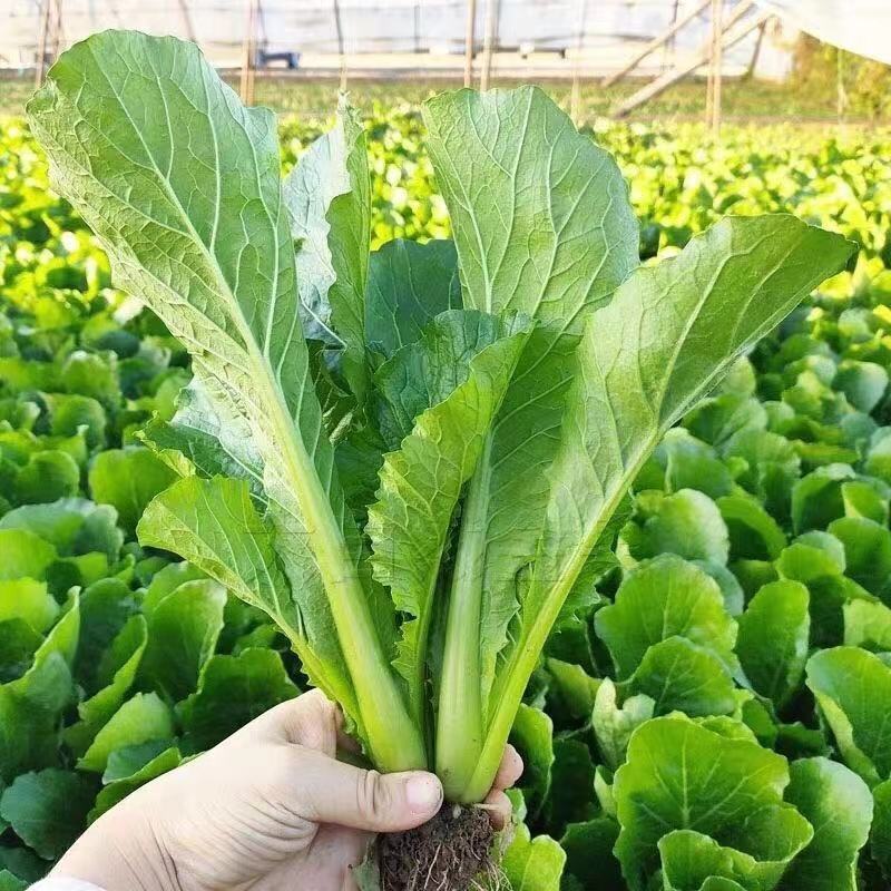 河北邯郸精品小白菜，毛白菜常年供应，货源充足，全国发货
