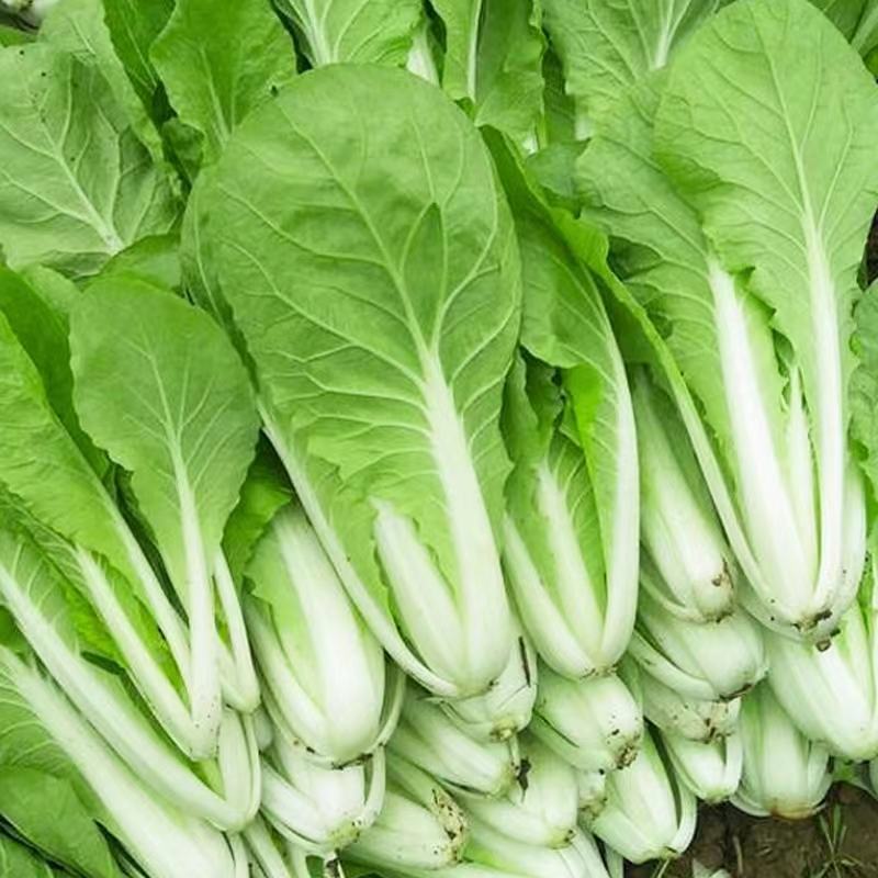 河北邯郸精品小白菜，毛白菜常年供应，货源充足，全国发货