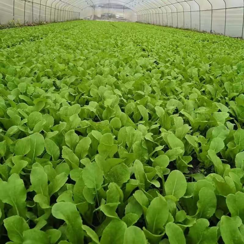 河北邯郸精品小白菜，毛白菜常年供应，货源充足，全国发货