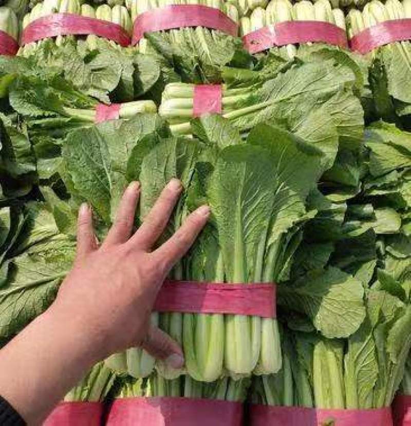 河北邯郸精品小白菜，毛白菜常年供应，货源充足，全国发货
