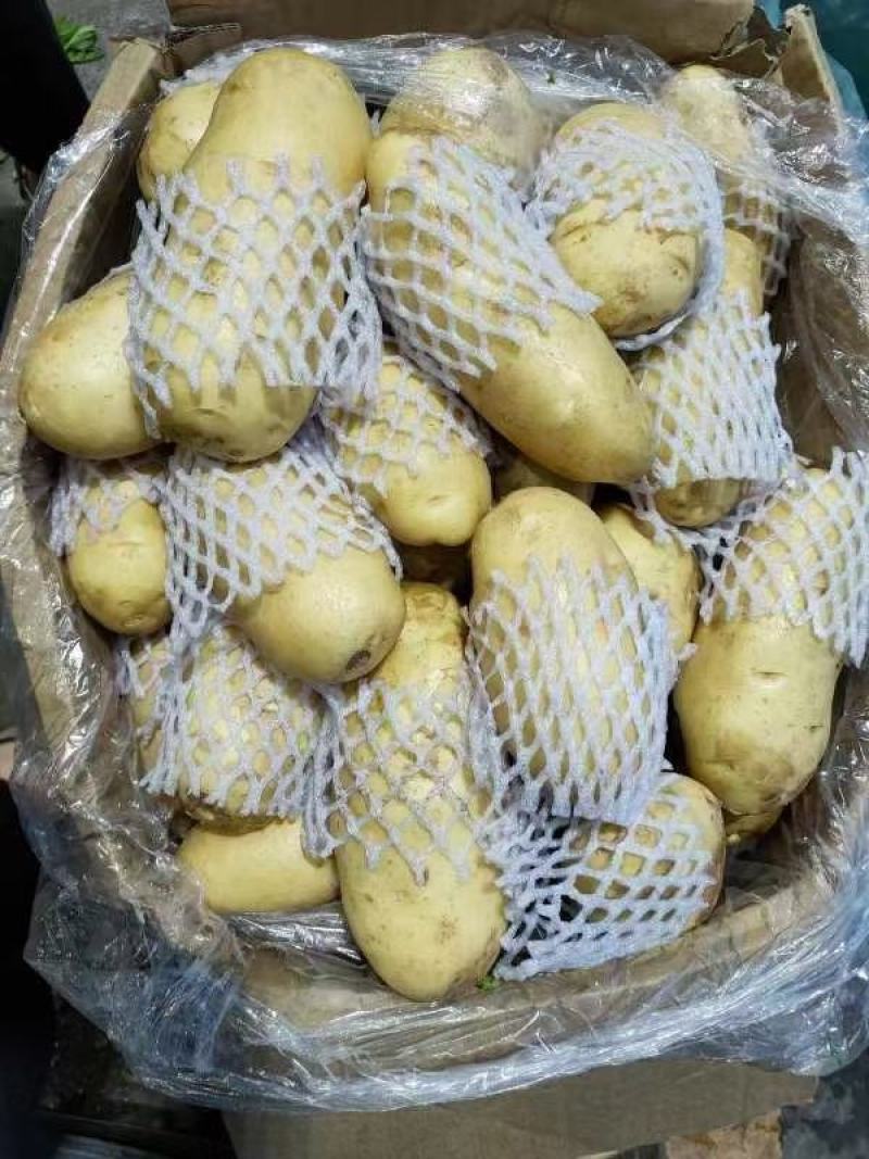 土豆。荷兰十五黄皮黄心土豆，产地大量现货，支持发货