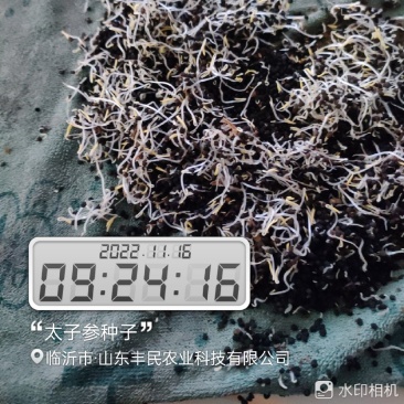 太子参种子