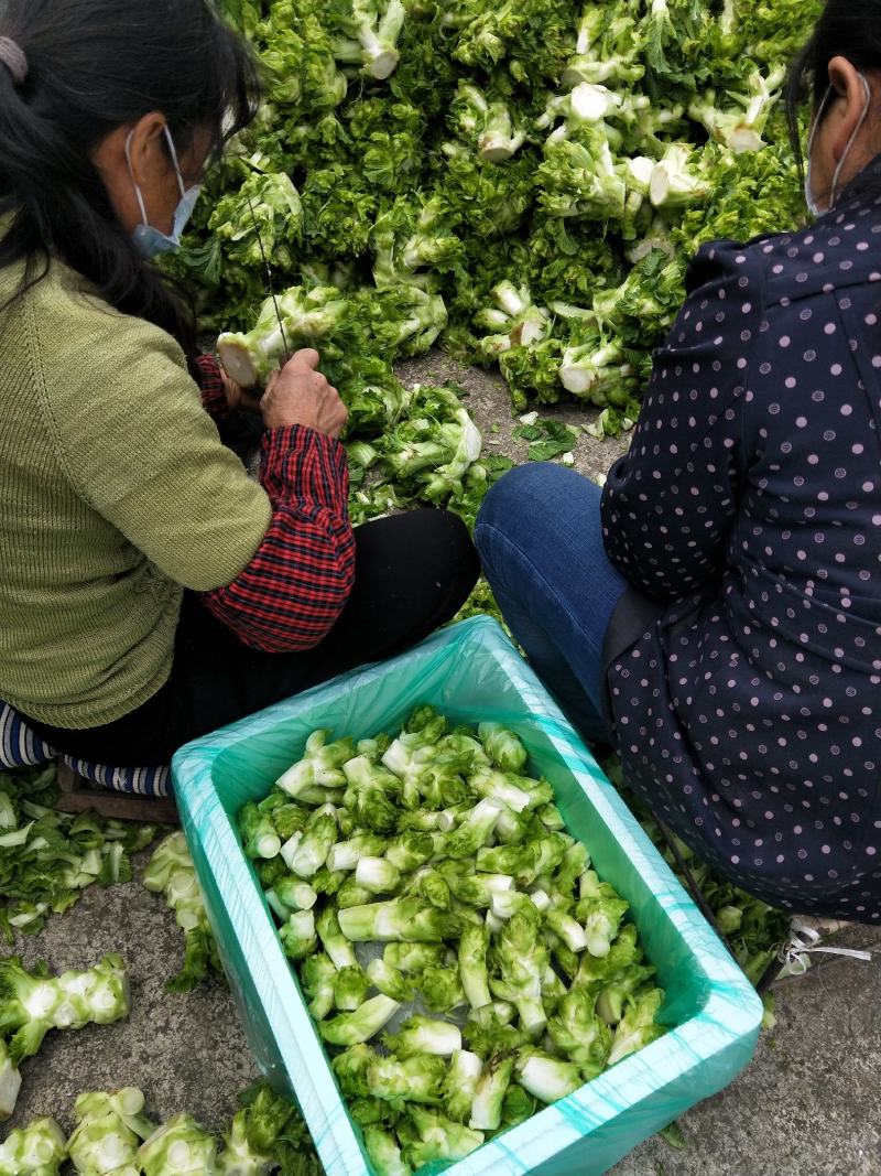 儿菜，精品儿菜，货源充足，诚信经营，货源来电咨询