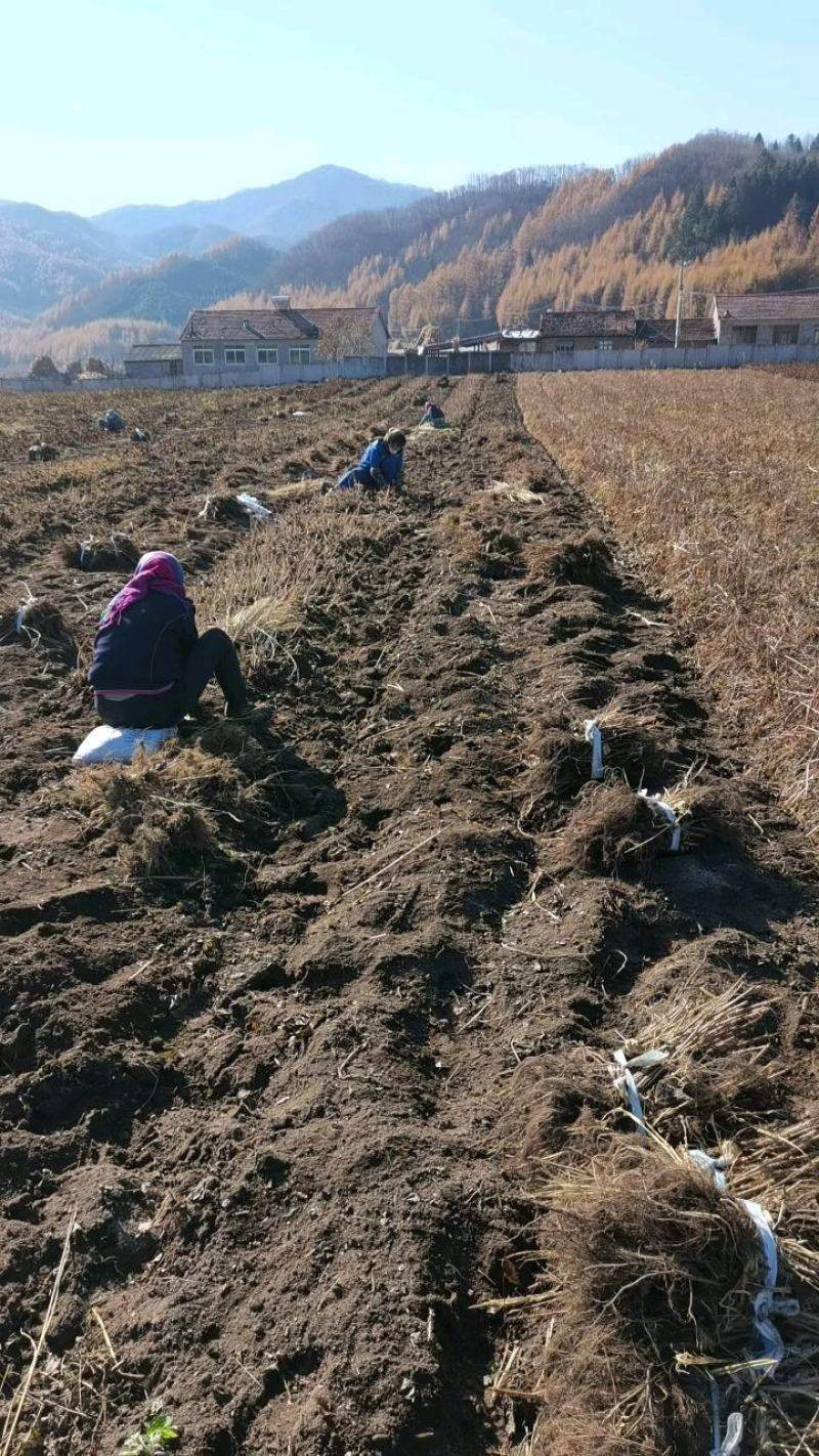 蒙古栎苗像树苗柞树苗大量供应一手货源欢迎电联