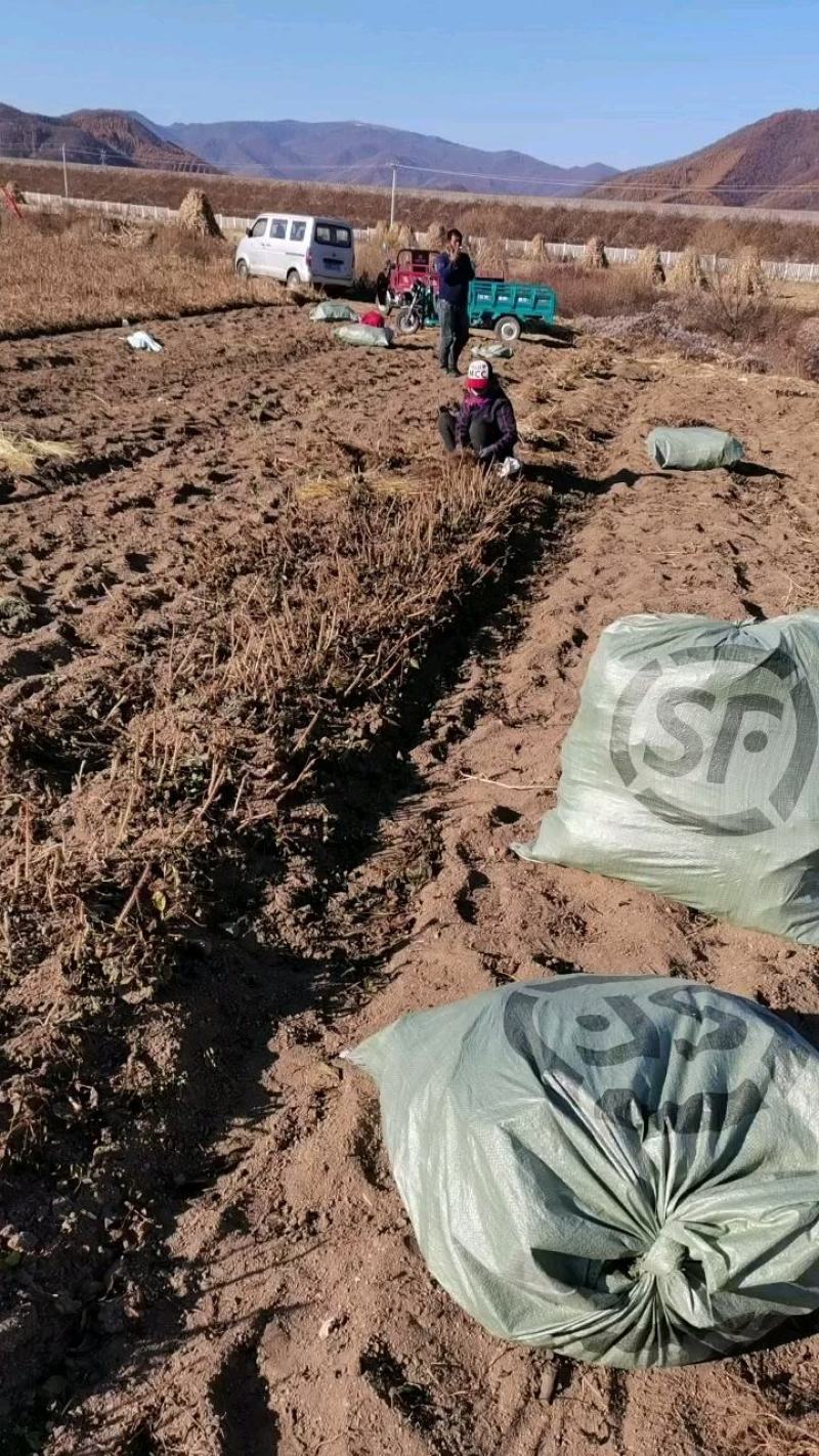 蒙古栎苗像树苗柞树苗大量供应一手货源欢迎电联