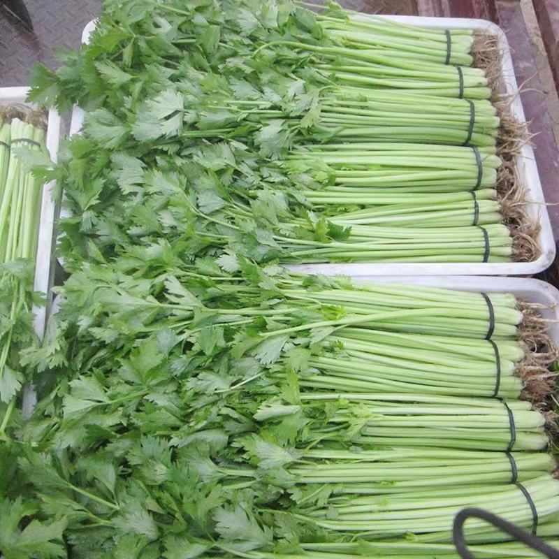 河北精品小香芹大量上市，全年供应，质量保证，可对接商超