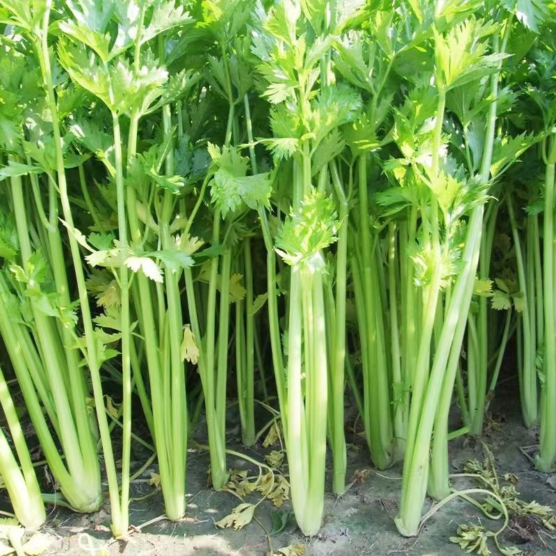 河北精品小香芹大量上市，全年供应，质量保证，可对接商超