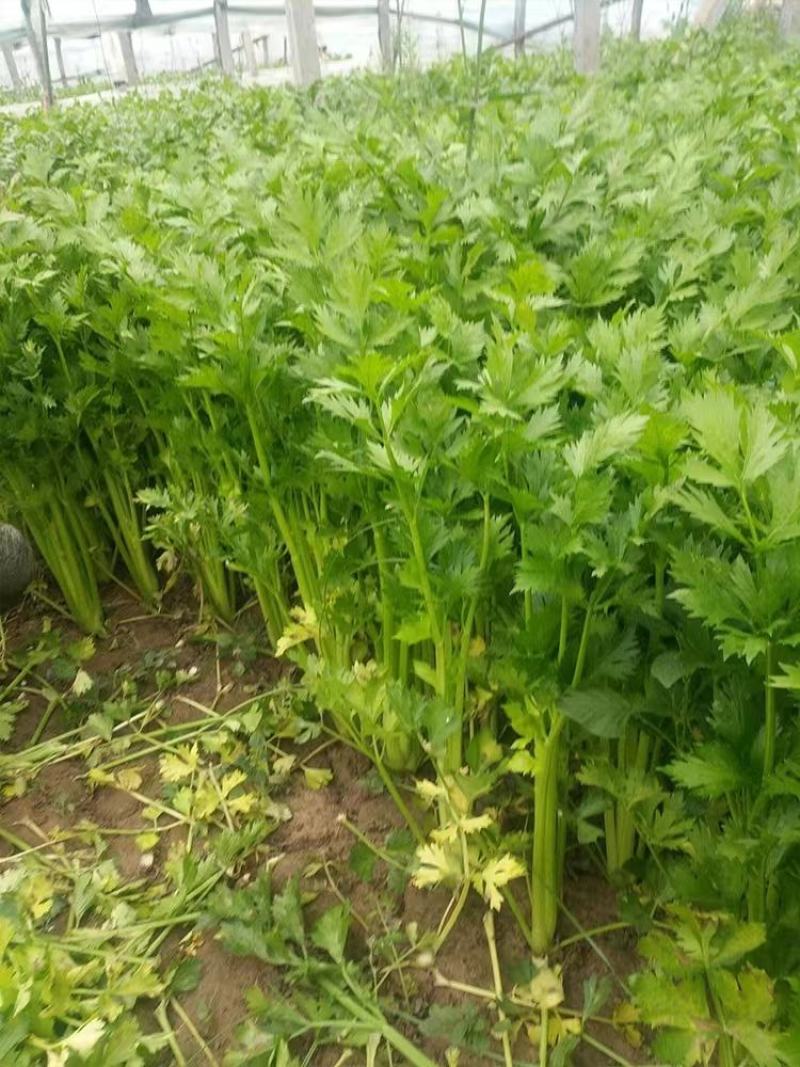 河北精品小香芹大量上市，全年供应，质量保证，可对接商超