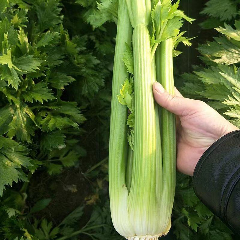 河北精品芹菜品质保证，大量有货，诚信经营，全国发货