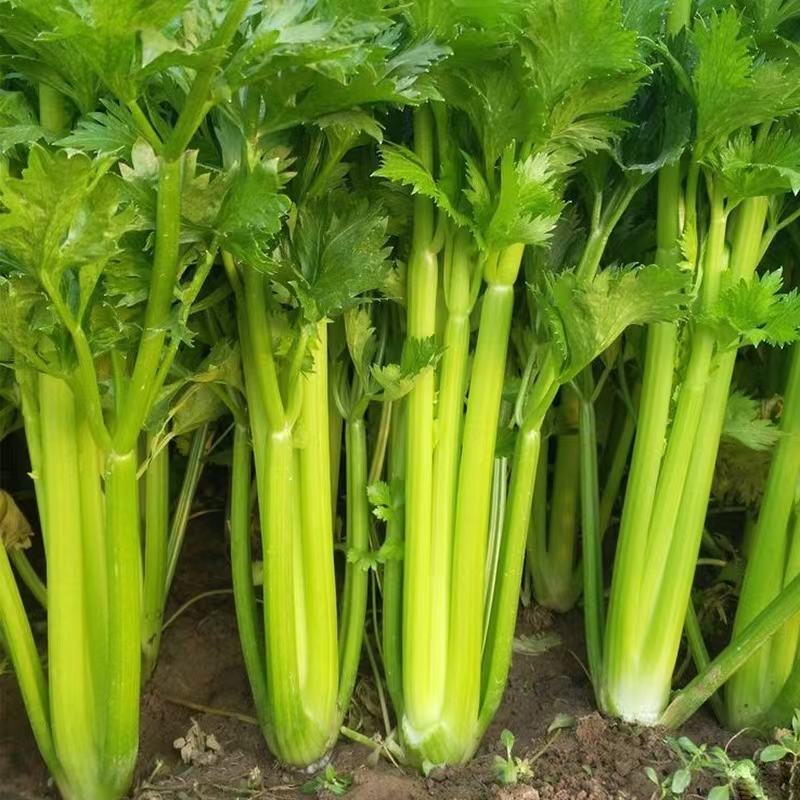 河北精品芹菜品质保证，大量有货，诚信经营，全国发货